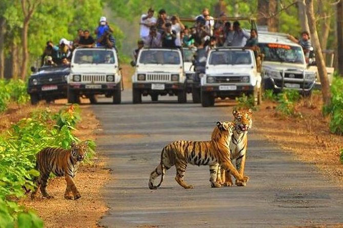 Sariska Tiger Reserve included in Rajasthan tour package, wildlife sanctuary and popular eco-tourism destination